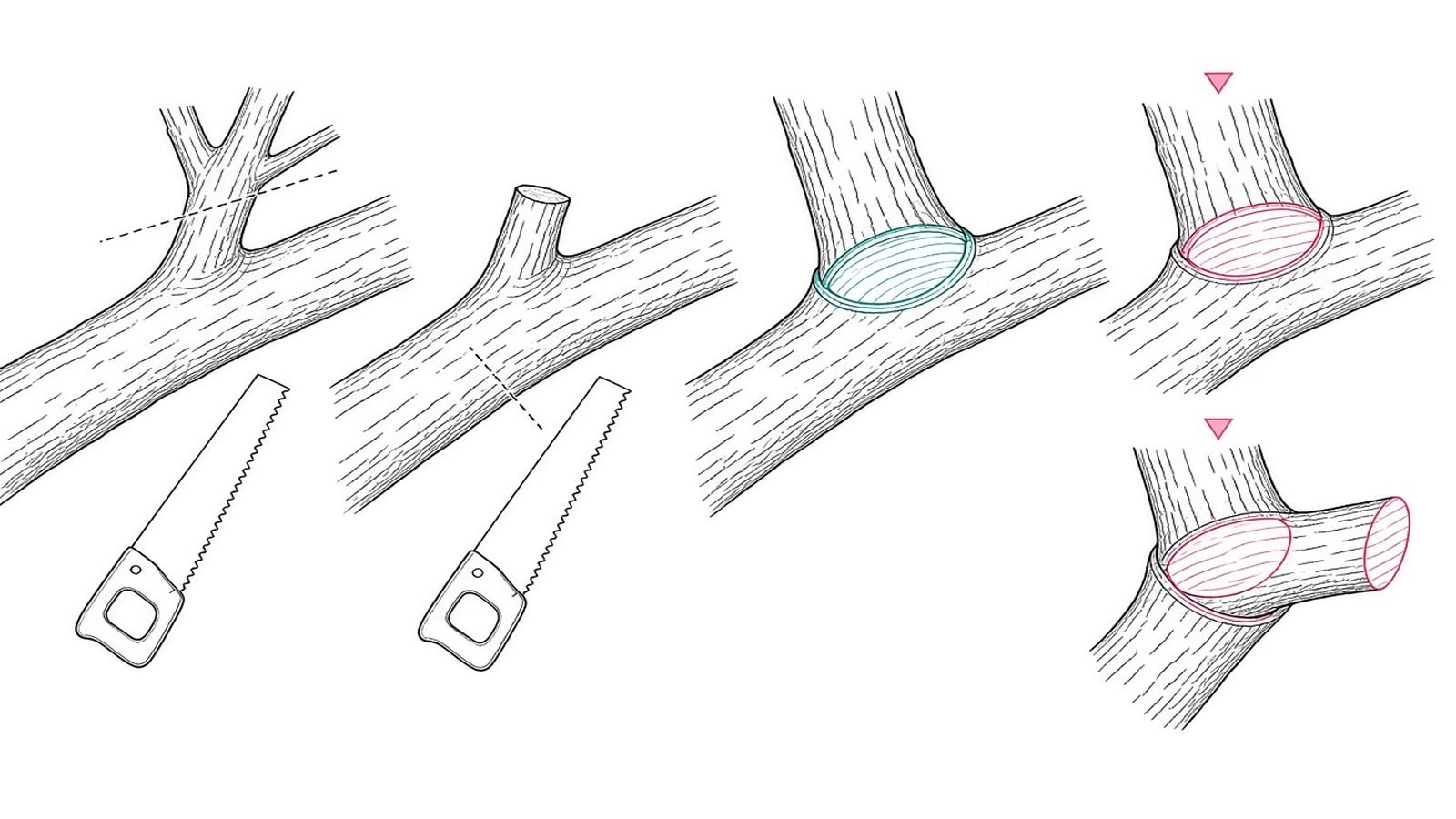 How to cut — How to Prune Trees & Shrubs